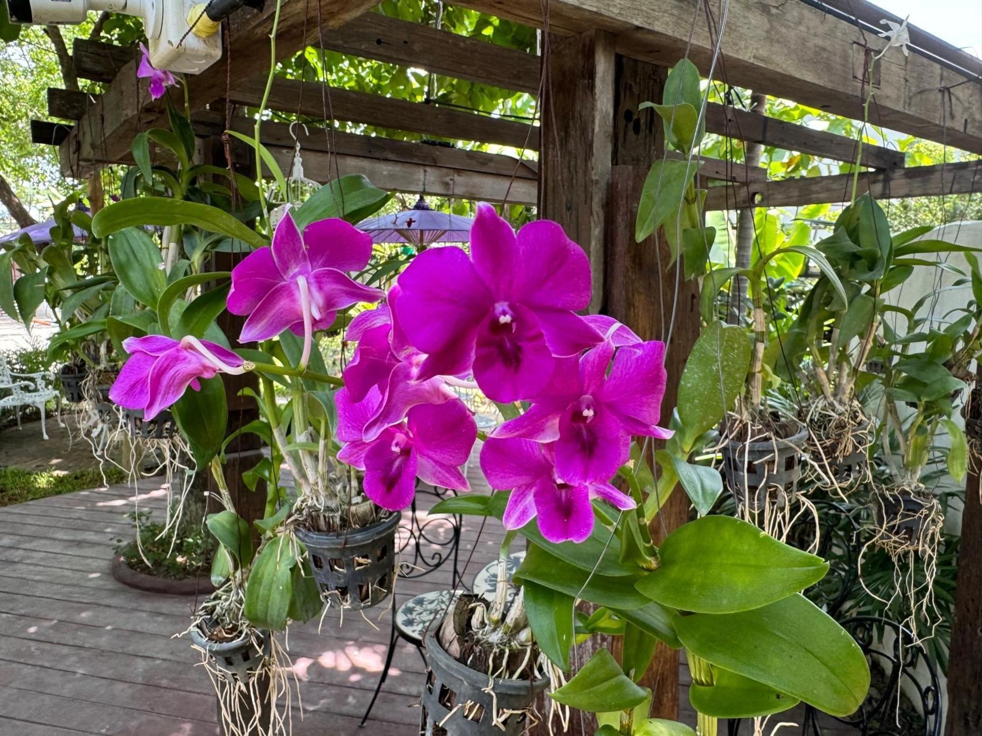 Chiang Mai Las Orquideas Resort Экстерьер фото