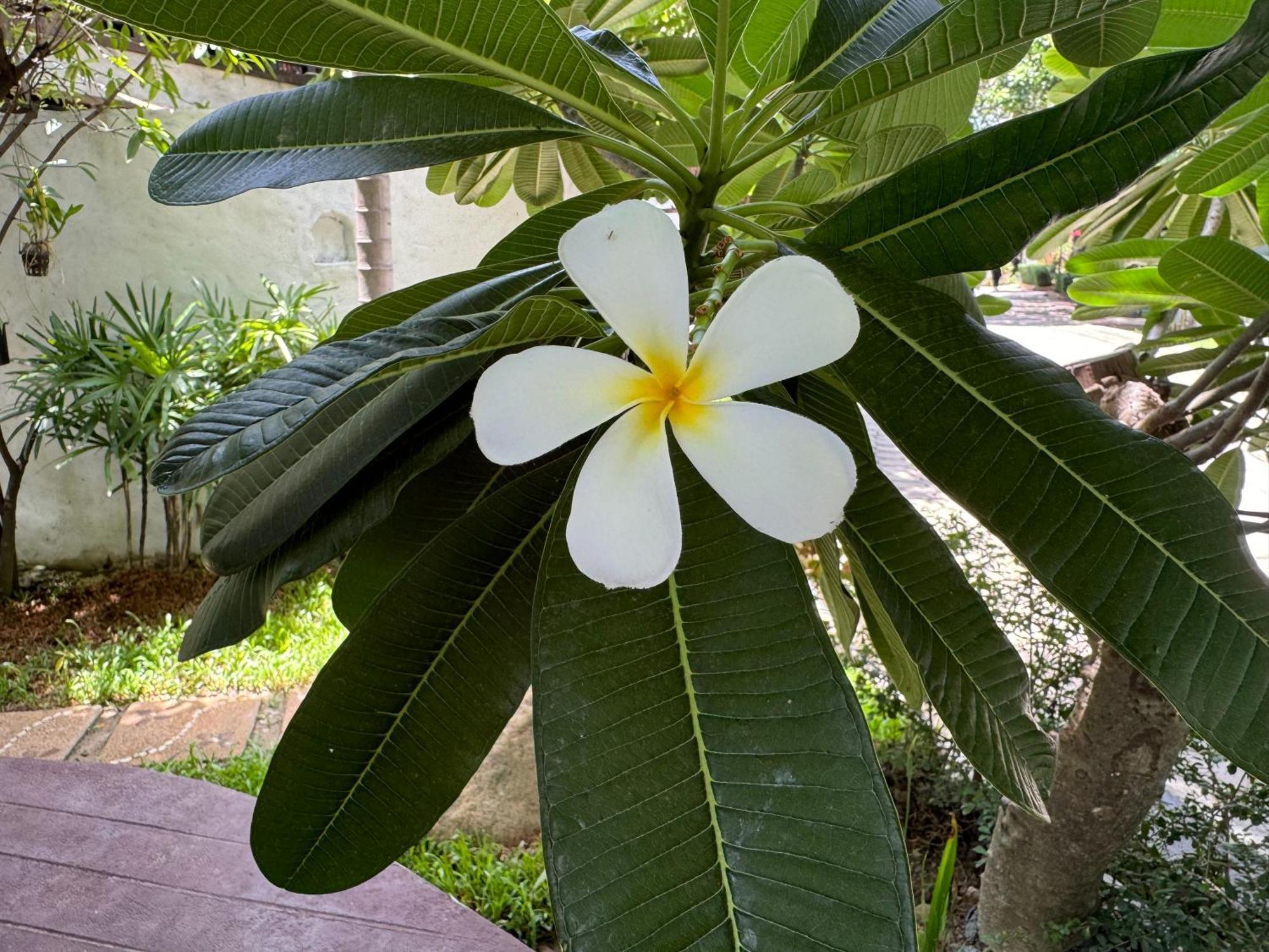 Chiang Mai Las Orquideas Resort Экстерьер фото