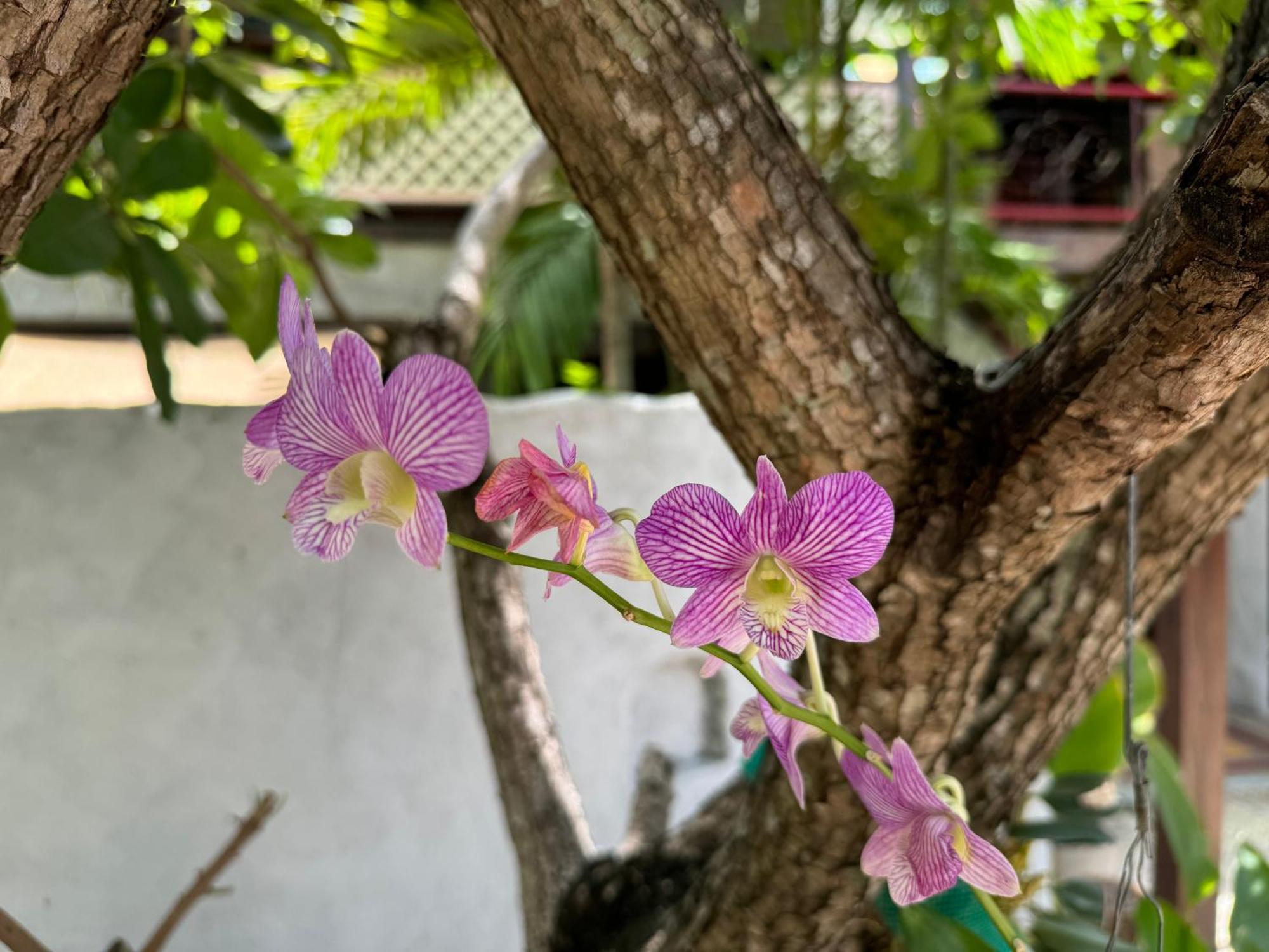 Chiang Mai Las Orquideas Resort Экстерьер фото