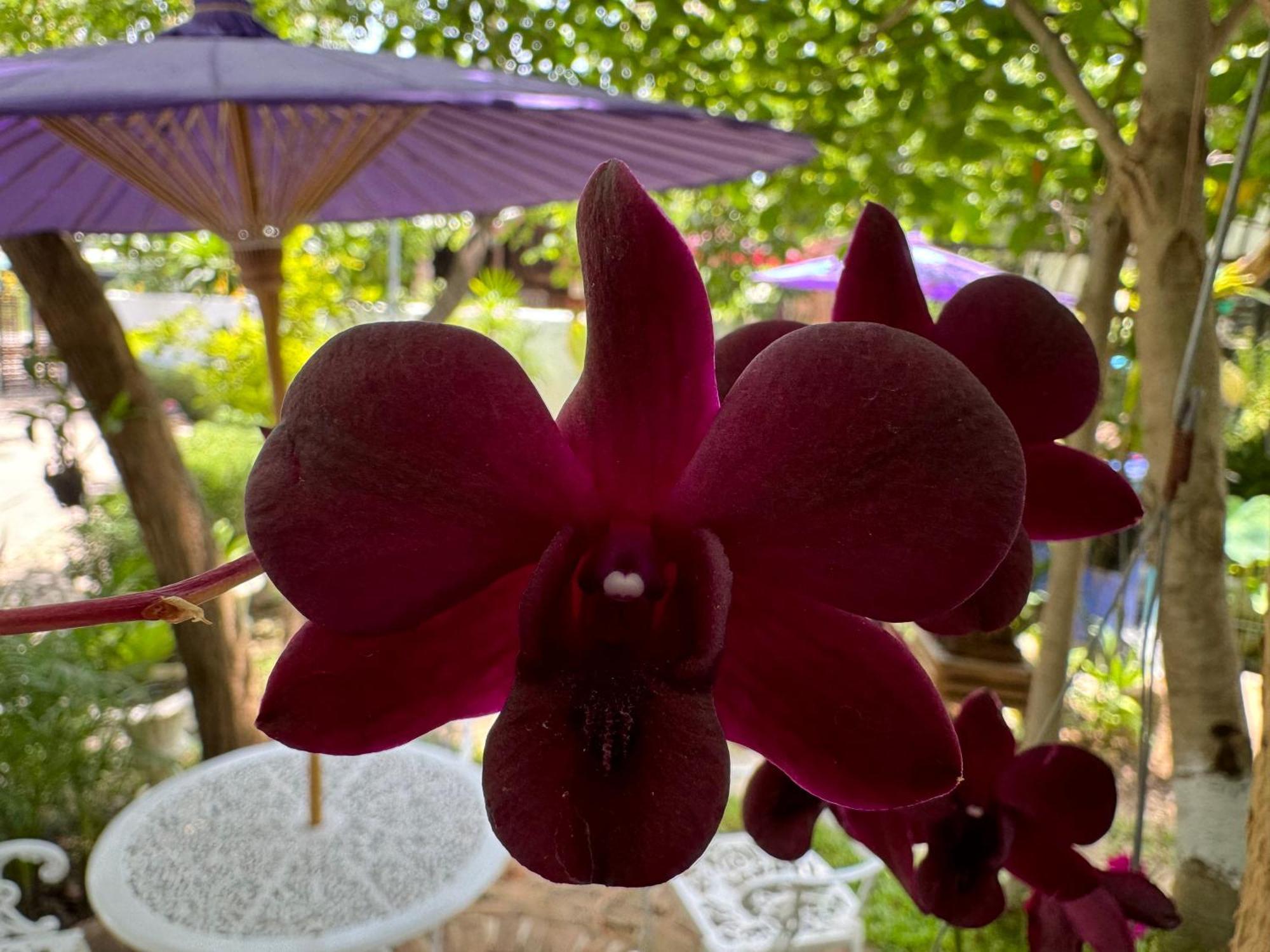 Chiang Mai Las Orquideas Resort Экстерьер фото